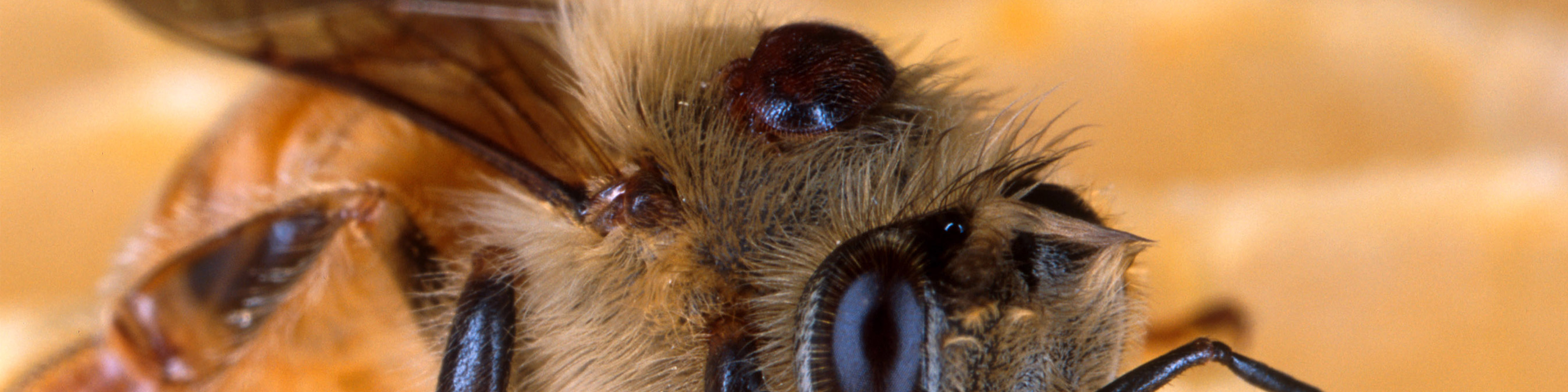 The National Bee Pest Surveillance Program - Curious