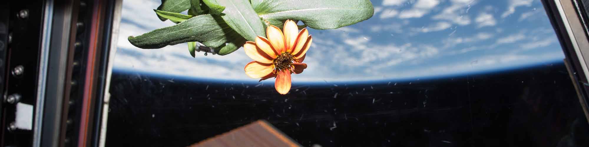 Rocket salad: growing plants in space - Curious