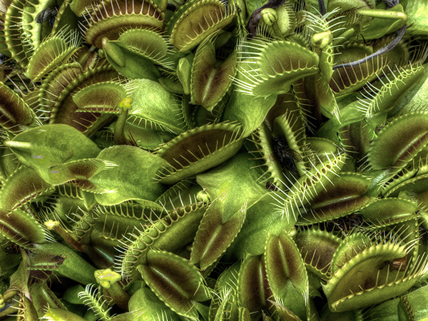 Predator Plants. Examples The icky, sticky and quite tricky world of predatory plants - Curious